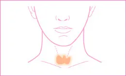 正常な甲状腺の位置
